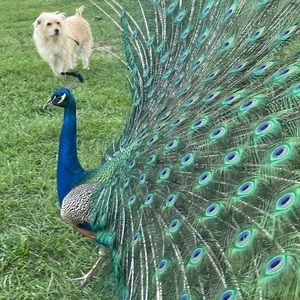 Meet your Posher, Melo